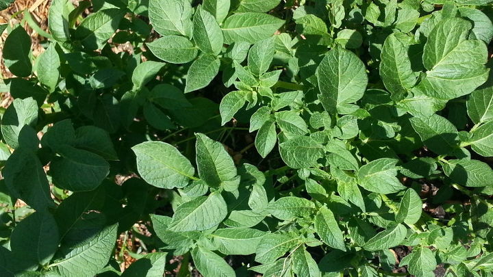 could anybody tell me what these are, gardening