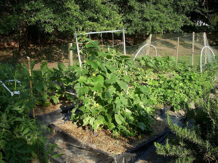 my garden, gardening, Cucumbers