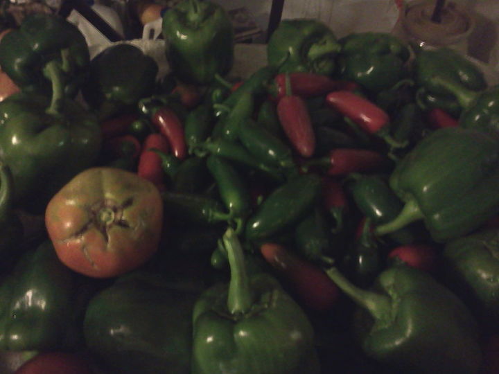 have an abundance of jalapeno and bell peppers and don t know what to do with them, gardening, peppers peppers and MORE peppers