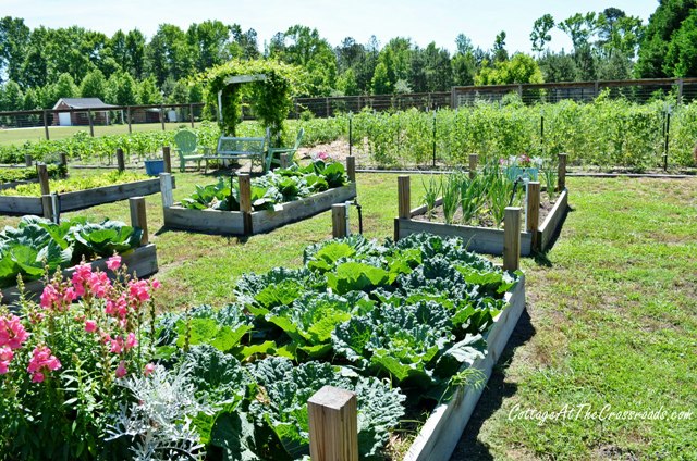 our vegetable garden, container gardening, gardening, raised garden beds, We have 12 raised beds