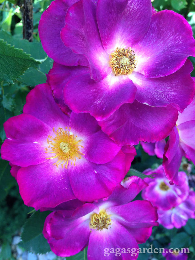 planning a wine and rose tour, container gardening, gardening, Stormy Weather Large Flowered Climber