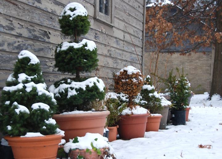 vasos de topiaria na neve, Esses potes de pl stico cor de terracota s o bonitos mas podem ficar na neve durante todo o inverno sem medo de quebrar