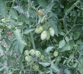 my garden, More tomato