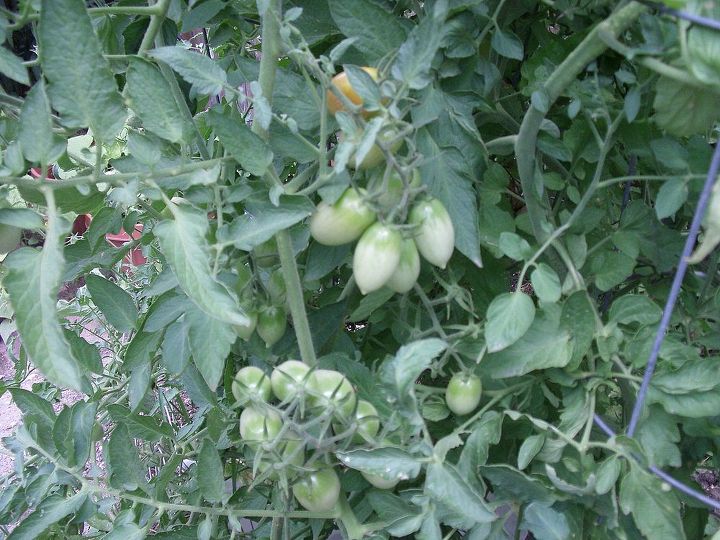 my garden, More tomato