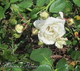 does anyone know the name of this rose, gardening, Cluster of blooms