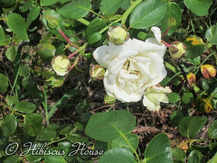 does anyone know the name of this rose, gardening, Cluster of blooms