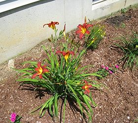 a sunny perennial garden, flowers, gardening, perennials, Lillies