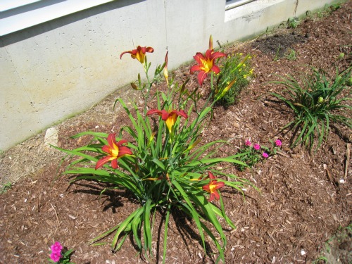 a sunny perennial garden, flowers, gardening, perennials, Lillies