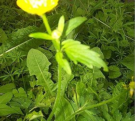 what kinds of weeds are these, This one appears to be some sort of vine There are also dandelions in there