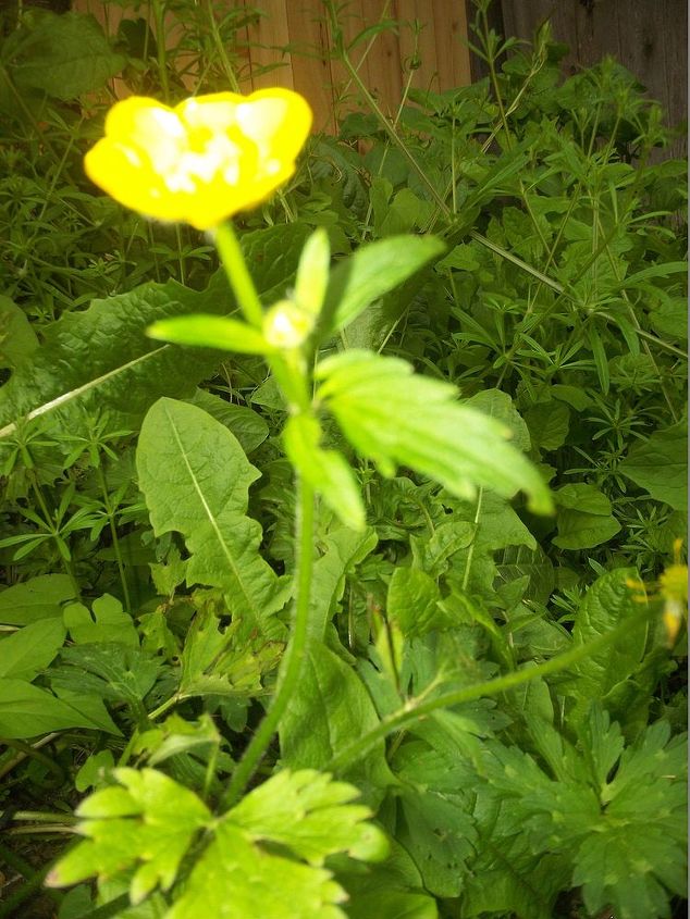 what kinds of weeds are these, This one appears to be some sort of vine There are also dandelions in there