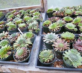 sempervivum in the fall, gardening, Selling the online plant business is a bittersweet experience for me this is the final order still to go for wedding favors in October