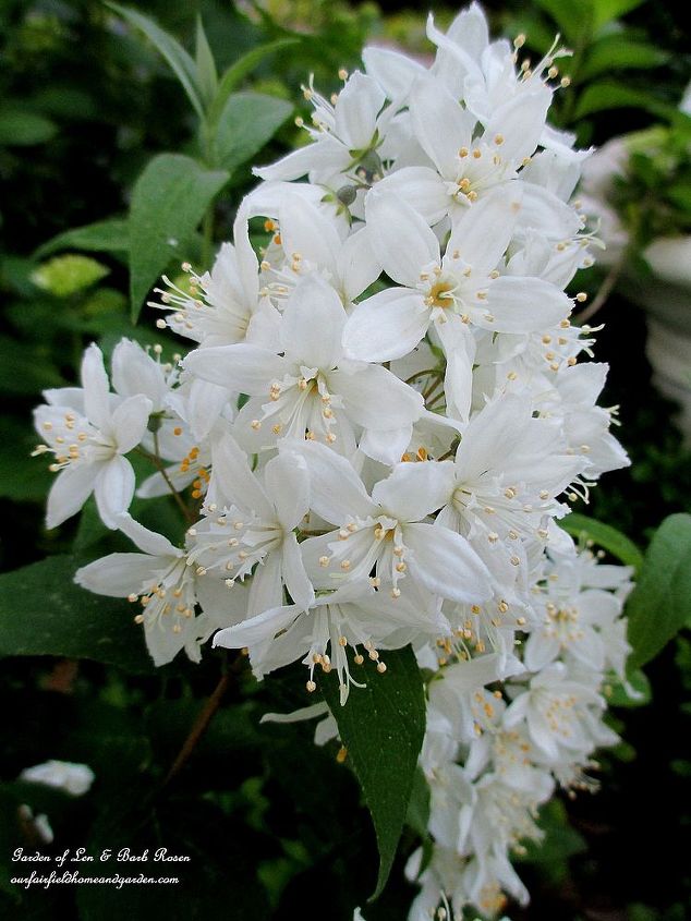 garden walk june 1st, flowers, gardening, outdoor living, Deutzia fragrant spring blooming shrub