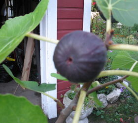 the fig tree, gardening