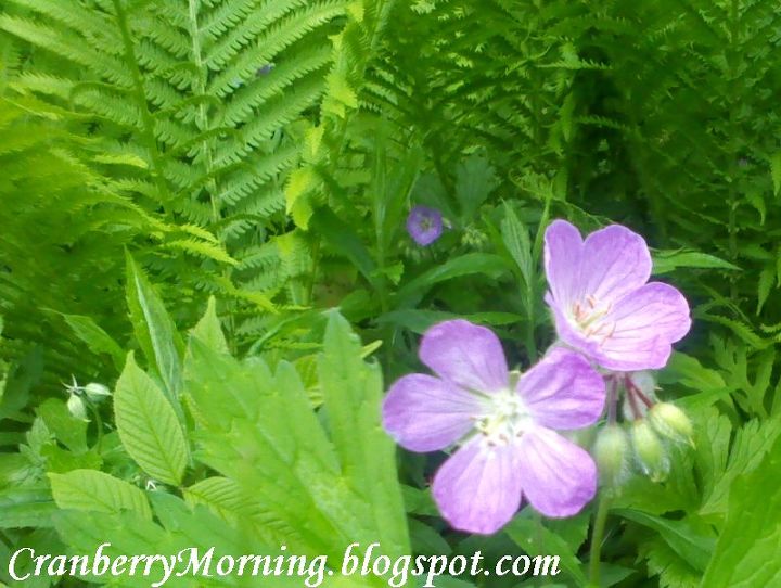 transplanting wild ferns, Wild fern and wild geranium growing in ditch on nearby country road