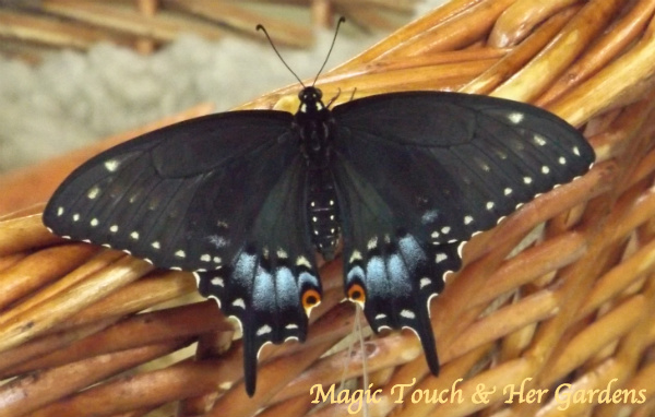 magic touch her fennel, gardening, pets animals, Black Swallowtail female ready to take flight