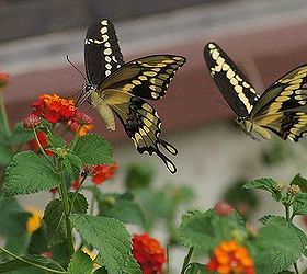butterflies amp lantana, gardening, pets animals, Swallow Tail Butterfly