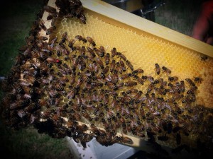 should you become a beekeeper, pets animals, If you look real close in the left side you can see the marked queen bee with the red dot on her back
