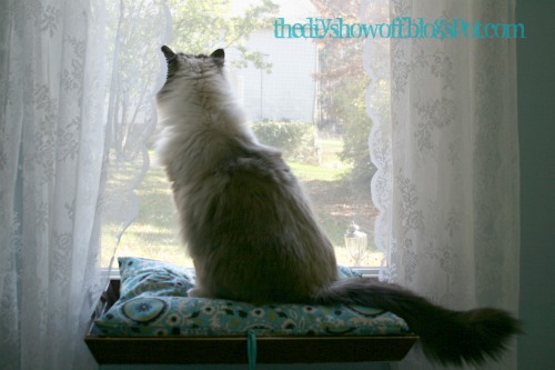 easy diy cat perch window seat, repurposing upcycling, after an old serving tray becomes a cat window perch
