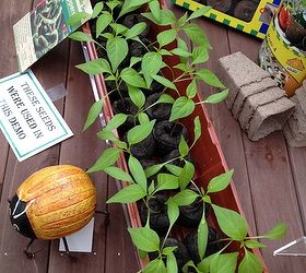 sowing seeds 101, gardening, Peppers and Tomatoes are great for starting in pellets