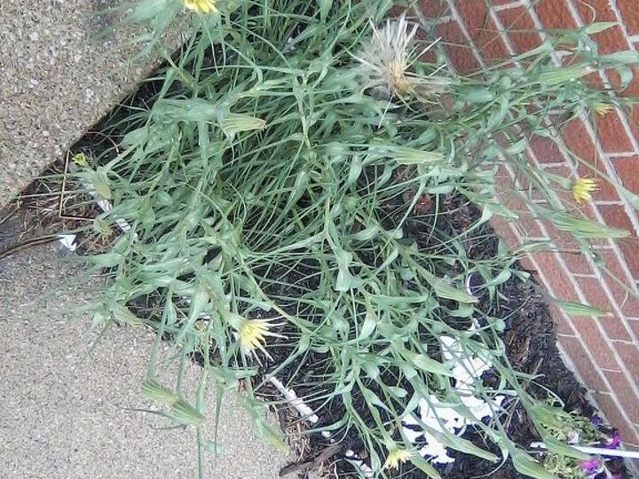 is this a flower or weed, flowers, gardening