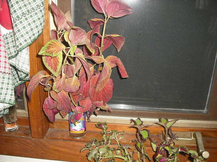 my succalent garden brought in for winter and coleus rooting for spring, gardening