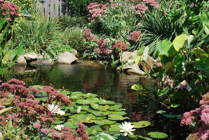 outdoor living water gardening, outdoor living, ponds water features