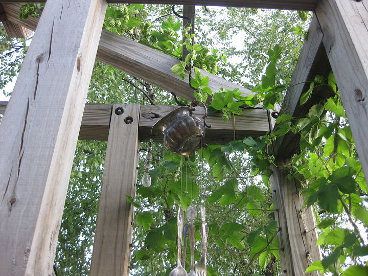hops, gardening, outdoor living, Hops twinging up the wind chime