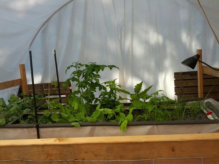 more pics of our aquaponics system, gardening