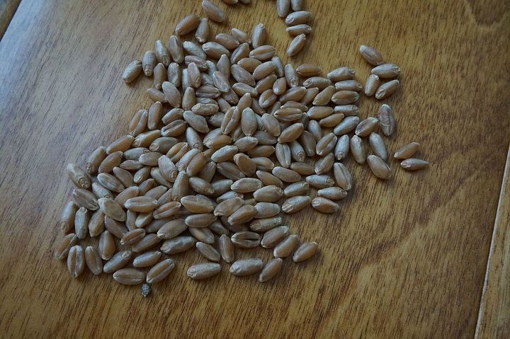 cultivo de hierba de trigo para gatos y perros
