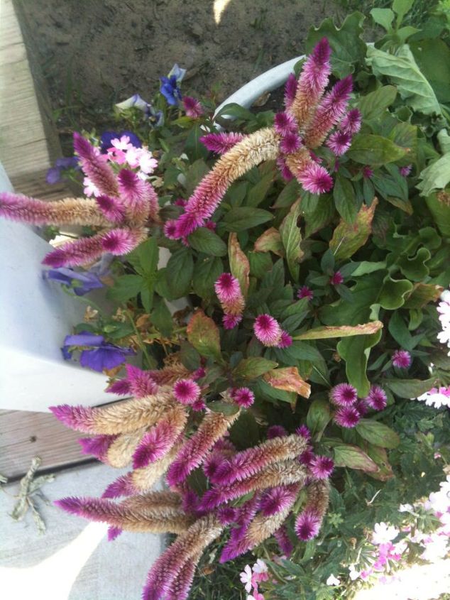 does anyone know what this plant is, gardening
