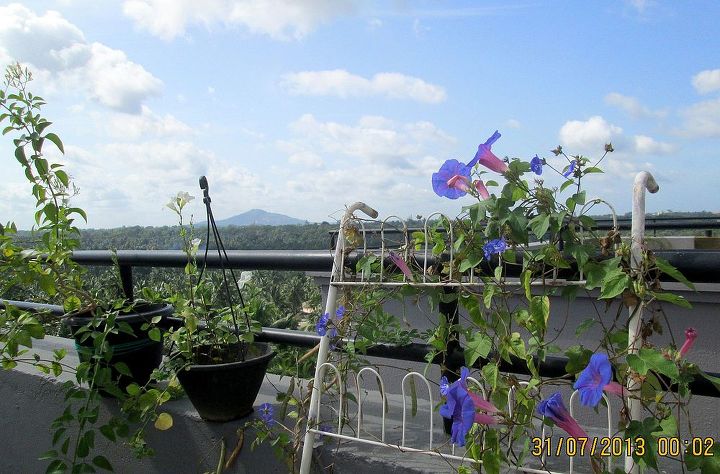jasmine and morning glory in my terrace garden, gardening