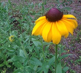 very pretty but what is it, flowers, gardening