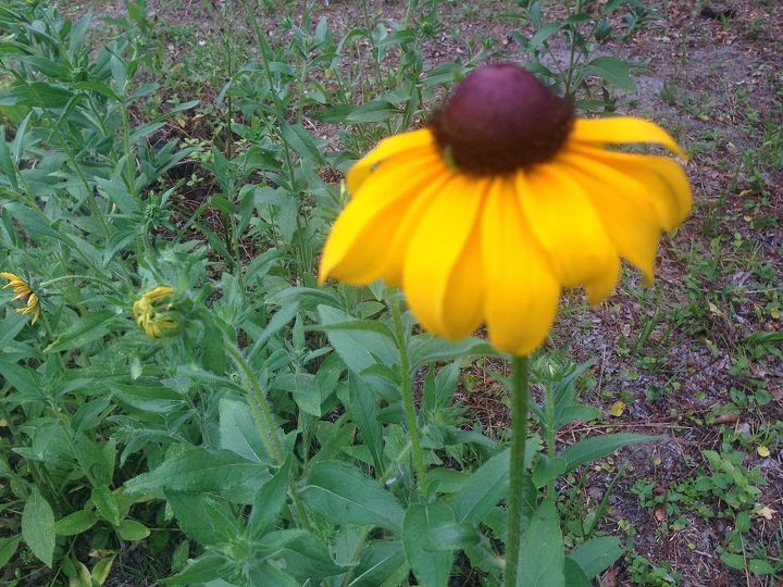 very pretty but what is it, flowers, gardening