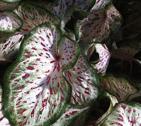 is your heart in the garden try these heart shaped plants, container gardening, flowers, gardening, hydrangea, Use Caladiums as wonderful accents in summer shade gardens