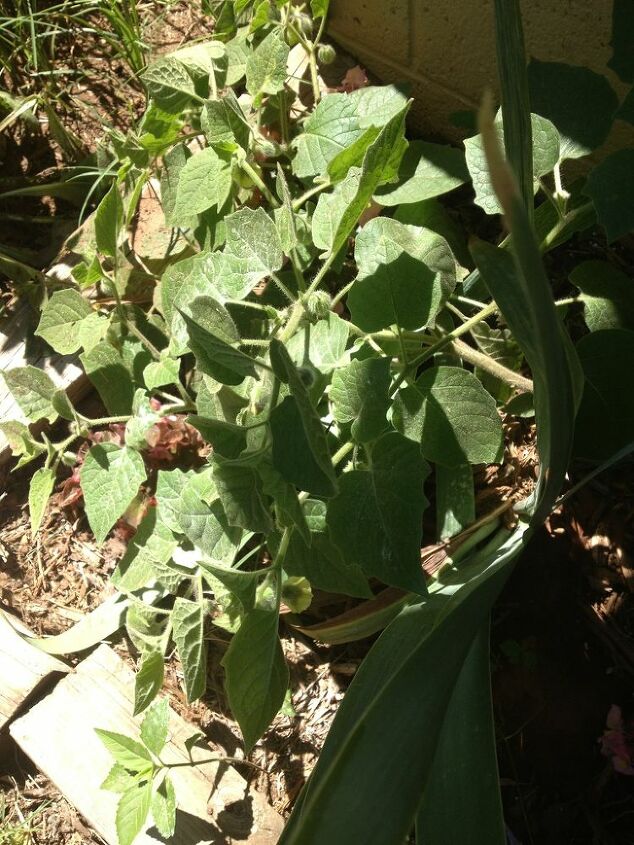 a plant or weed that just came up anyone know what it is, flowers, gardening, Has a bell shaped yellow flower