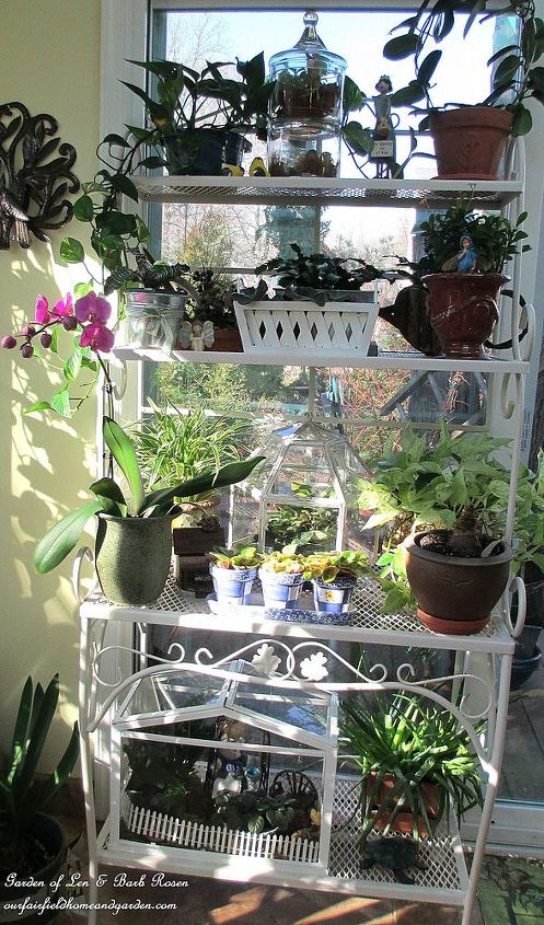 scenes from a garden room new year s resolution accomplished, cleaning tips, outdoor living, Baker s rack holds plants next to one of the sliding glass door windows