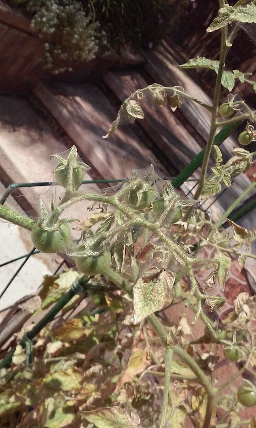 planta de tomate cubierta de telaraas qu es, Otra vista de la telara a