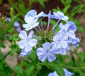 my garden s got the blues and purples, gardening, Plumbago auriculata is one of the rare real true blues for the garden Hardy to zone 8B