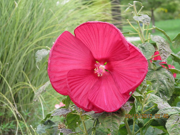sept pictures, flowers, gardening, hibiscus, A redder Hardy hibiscus out in the garden