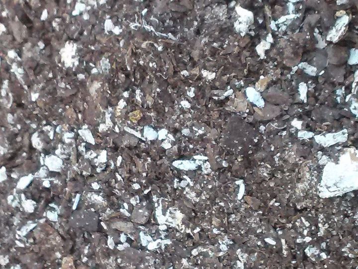 a white substance in the dirt garden, Here is a closer look