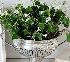 st patrick s day shamrocks and free printable, seasonal holiday d cor, Shamrocks planted in silver trophic cup