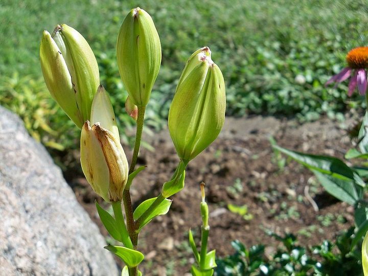 i have difficulty with asian lilies, gardening, These buds open slightly and they are empty and then they dry up