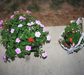 our potted plants, flowers, gardening