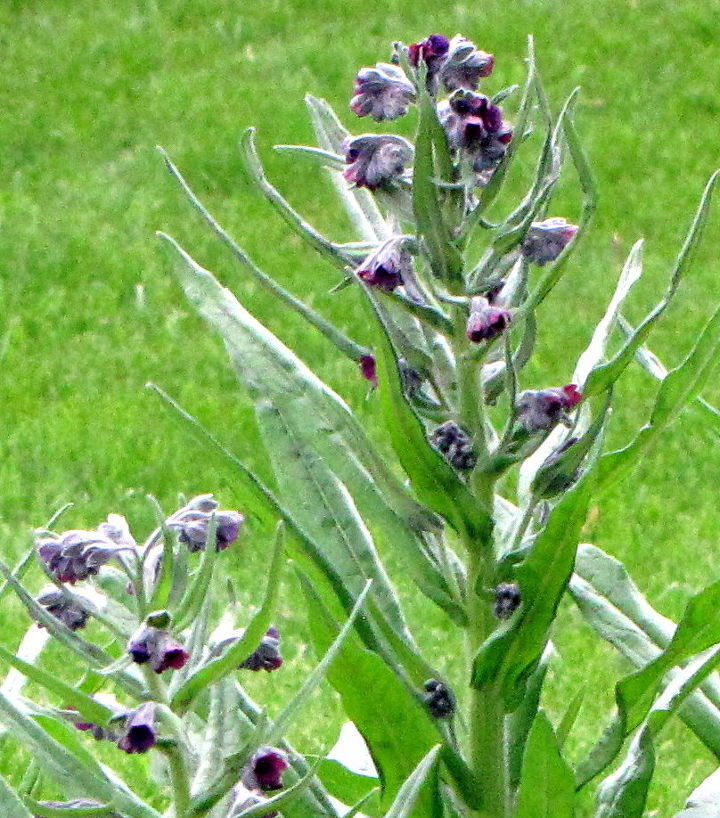 is this a weed or plant what is it please, Its a little fuzzy but you can see what it looks like at the top