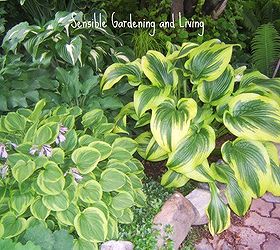 growing hosta the perfect shade plant, flowers, gardening, Hosta come in a variety of sizes colours and leaf textures