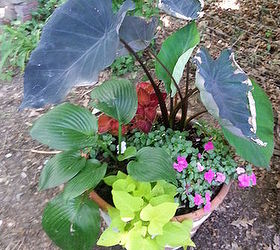 hostas are not just for the ground, container gardening, flowers, gardening