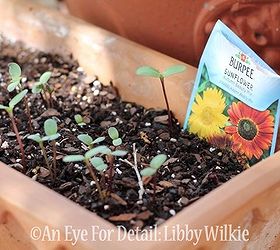 sunflower seeds, container gardening, gardening