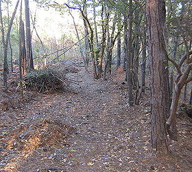 wooded slope needs attention, landscape, See the piles of debris