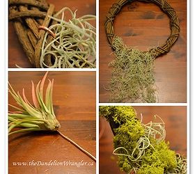 create an air garden with a tillandsia wreath, crafts, gardening, wreaths, Air plants are quite adaptable You can attach them to almost anything Creating a very modern planting for your home
