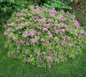 A Goldflame Spirea